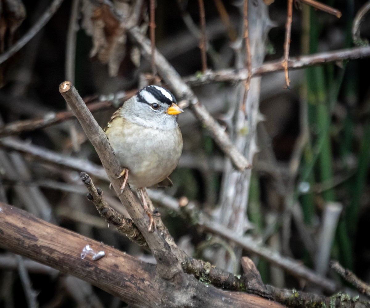 White-crowned Sparrow - ML645838612