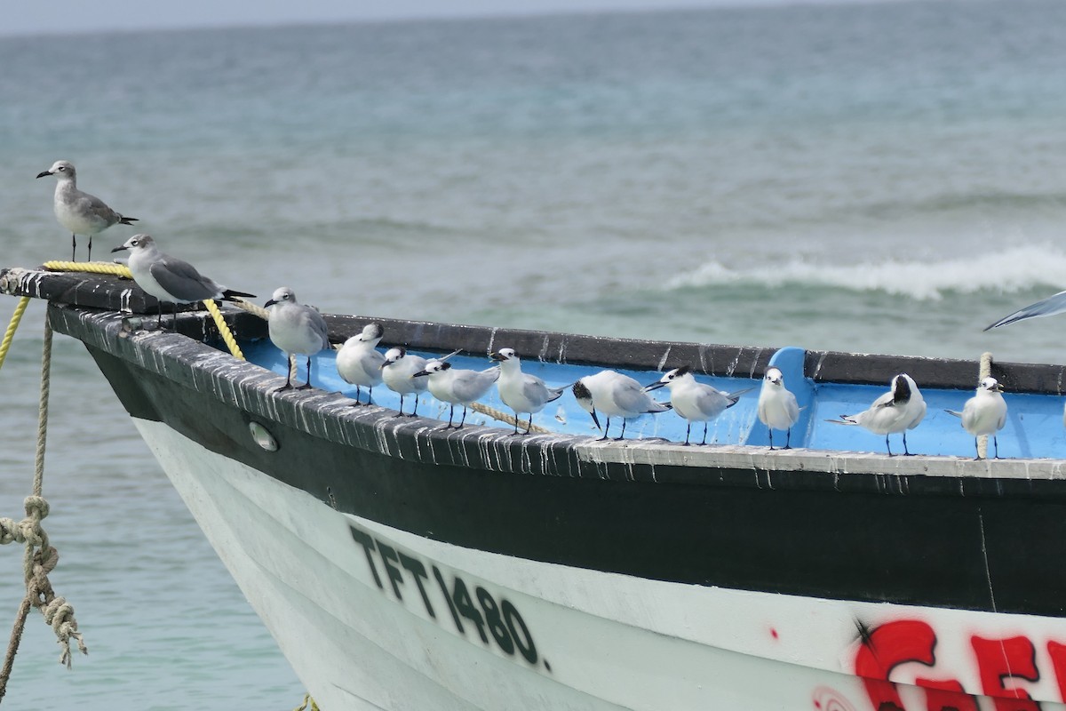 Sandwich Tern - ML645838623