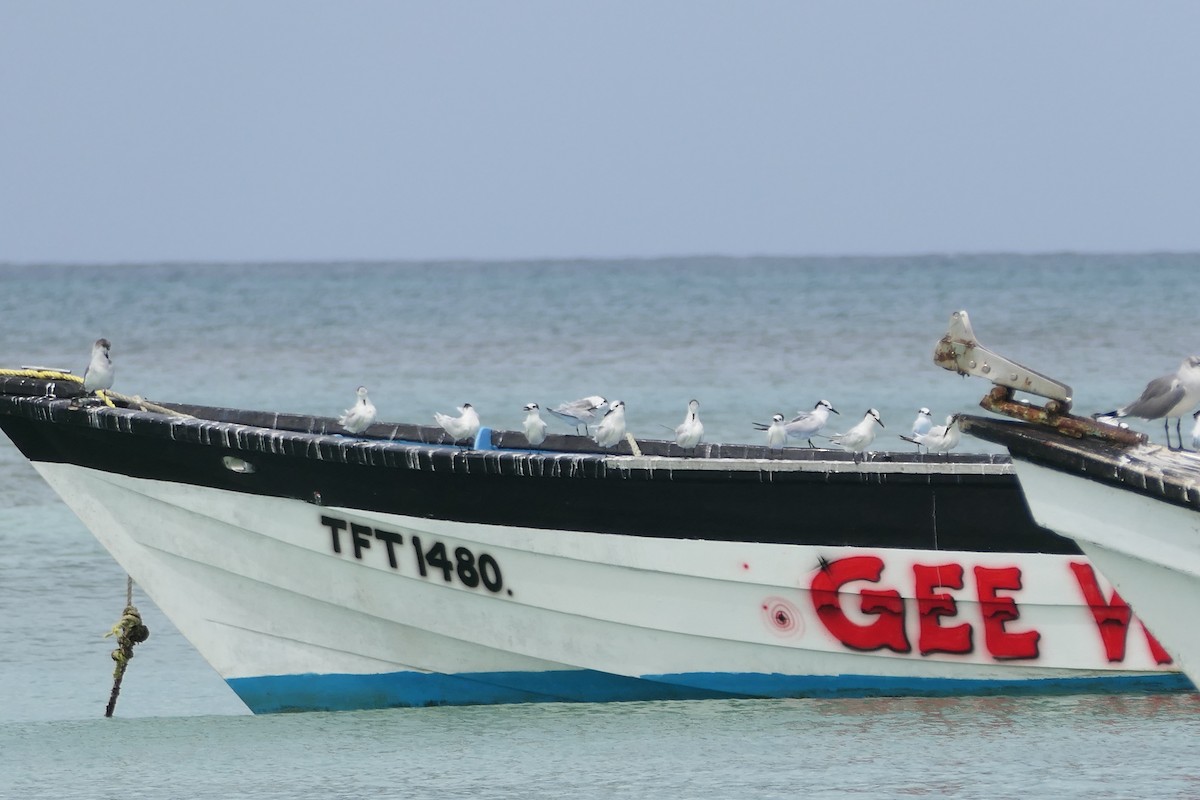 Sandwich Tern - ML645838624