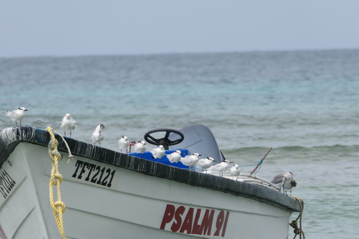 Sandwich Tern - ML645838625