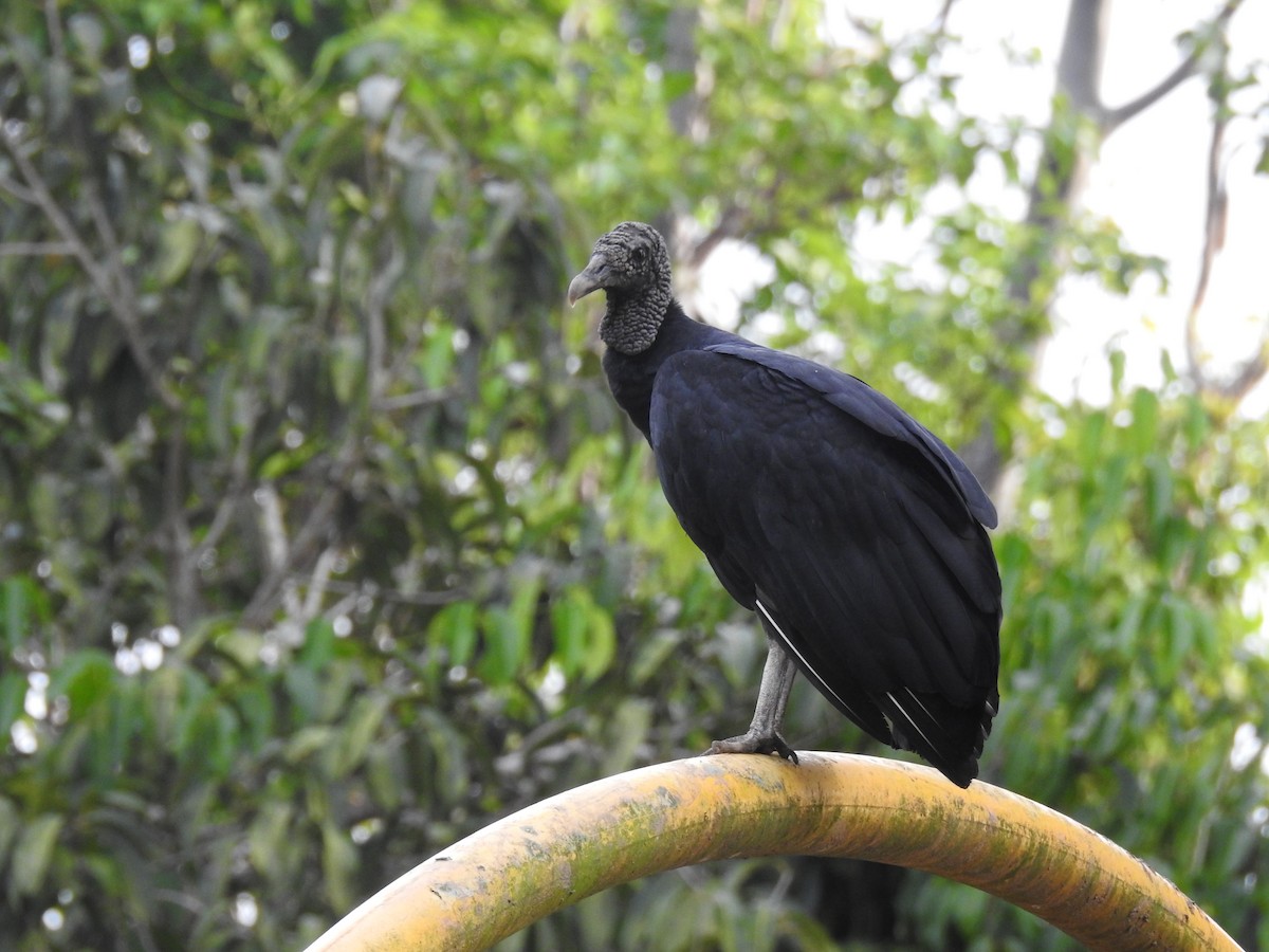 Black Vulture - ML645838632