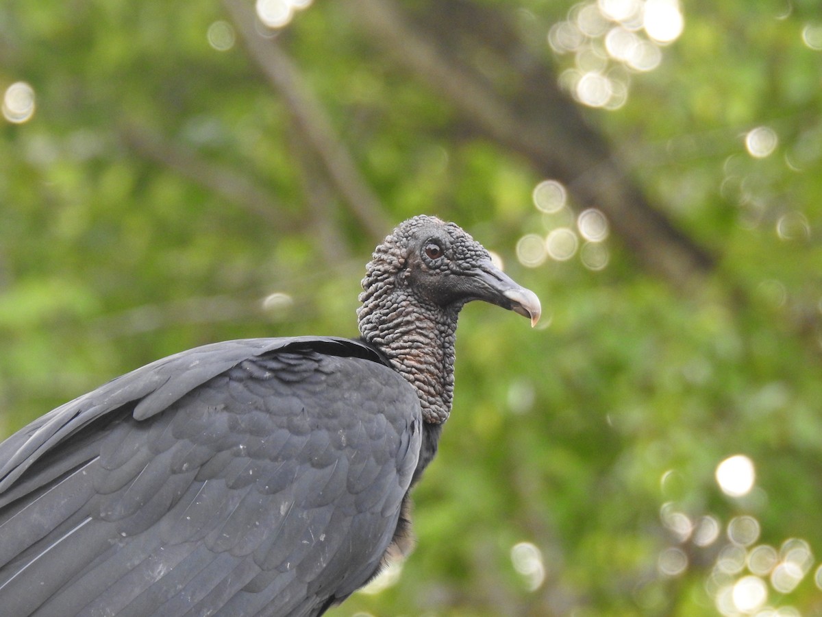 Black Vulture - ML645838633