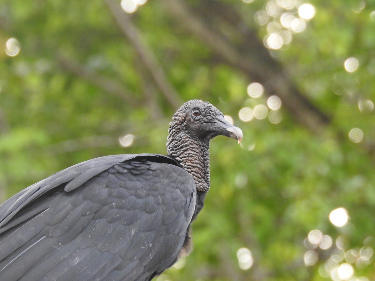 Black Vulture - ML645838634