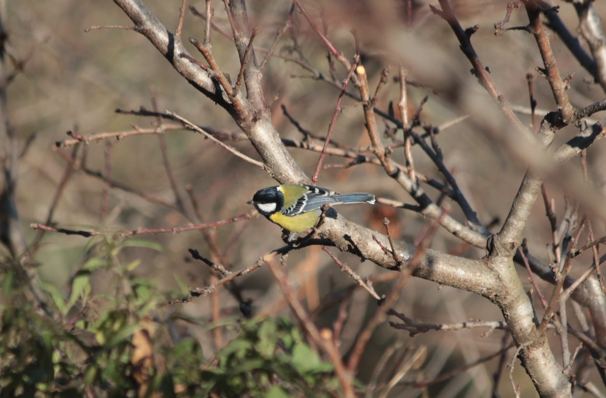 Bergkohlmeise - ML645838639