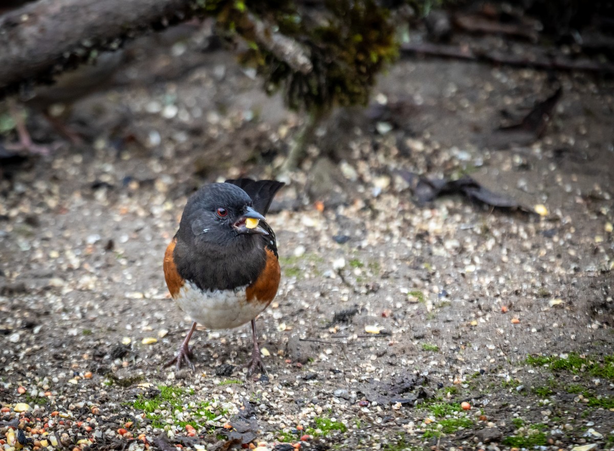 Spotted Towhee - ML645838644