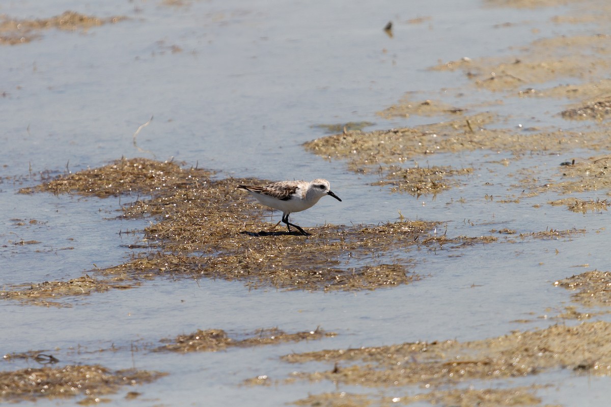 Little Stint - ML645838647