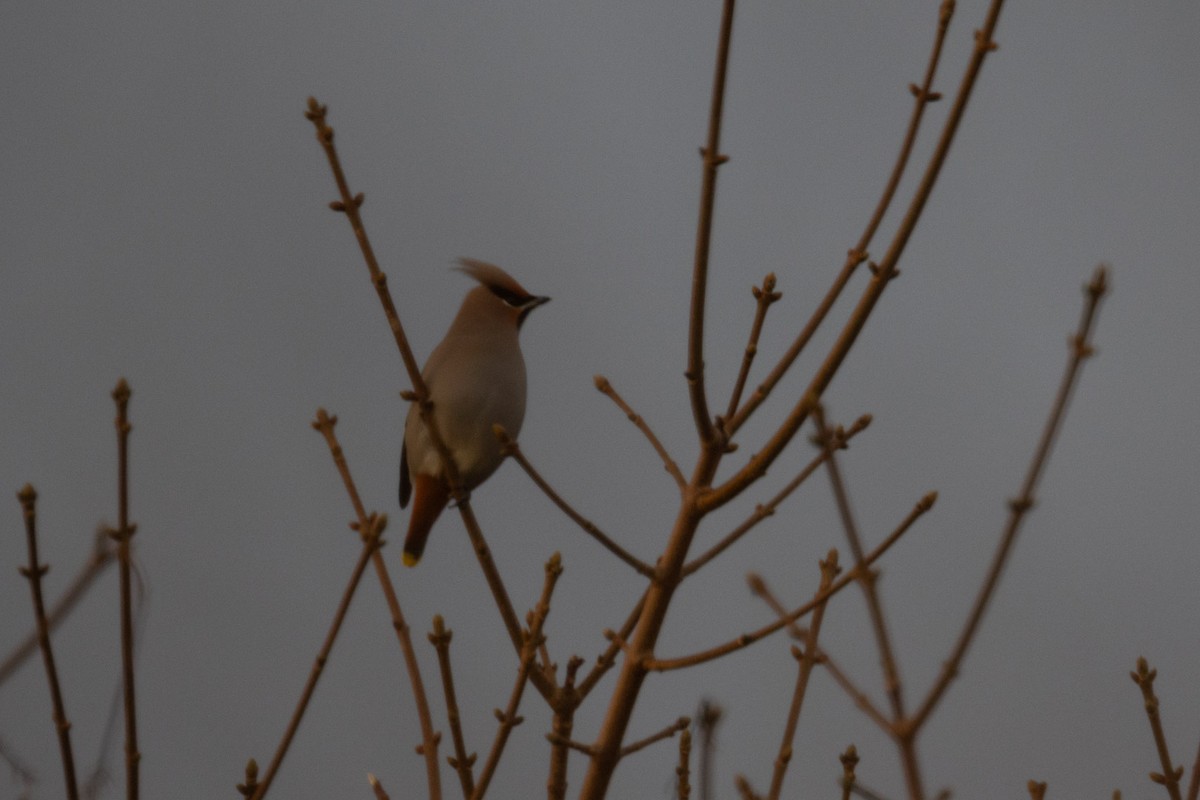 Bohemian Waxwing - ML645838652