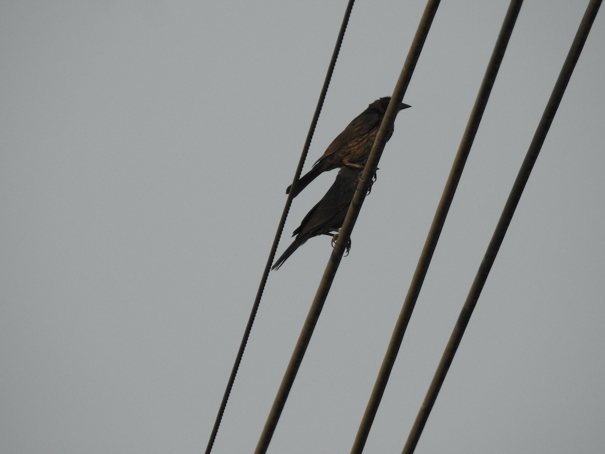 Shiny Cowbird - ML645838654