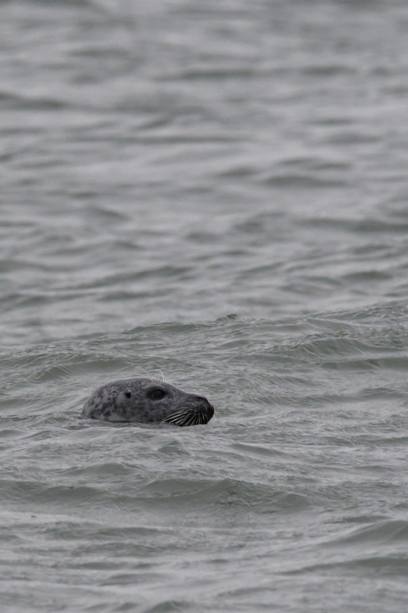 Harbor Seal - ML645838656