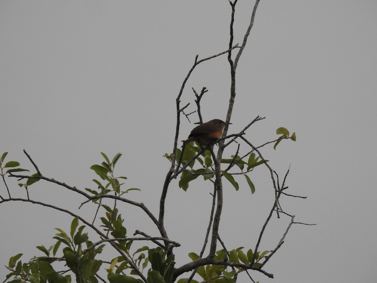 Southern House Wren - ML645838657