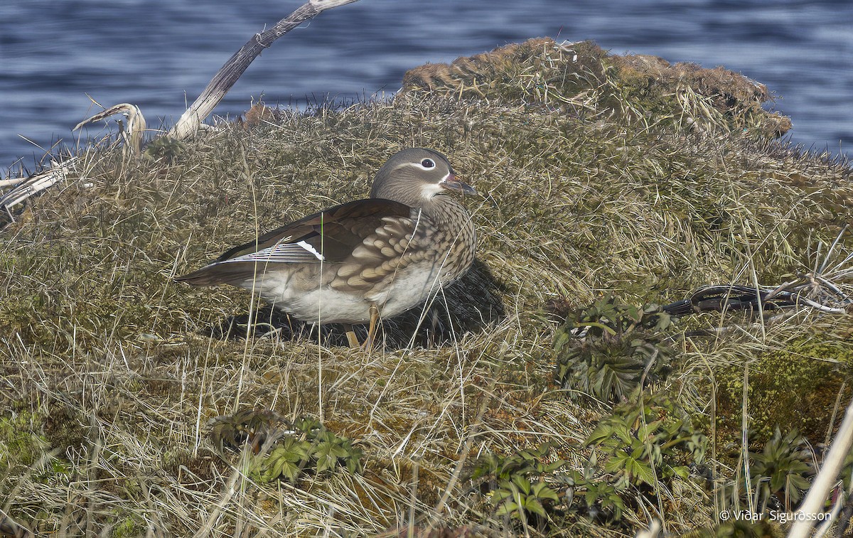 Mandarin Ördeği - ML645838666