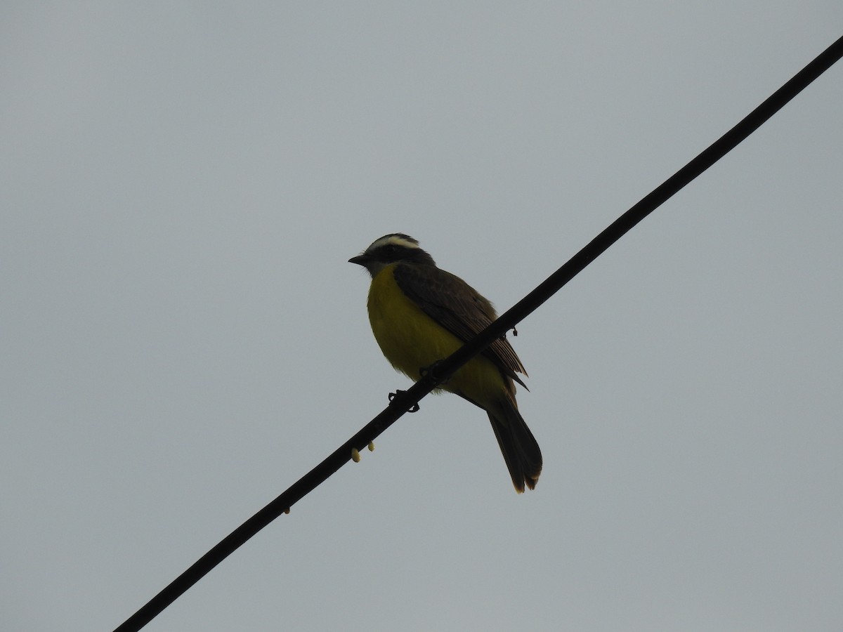 Rusty-margined Flycatcher - ML645838667