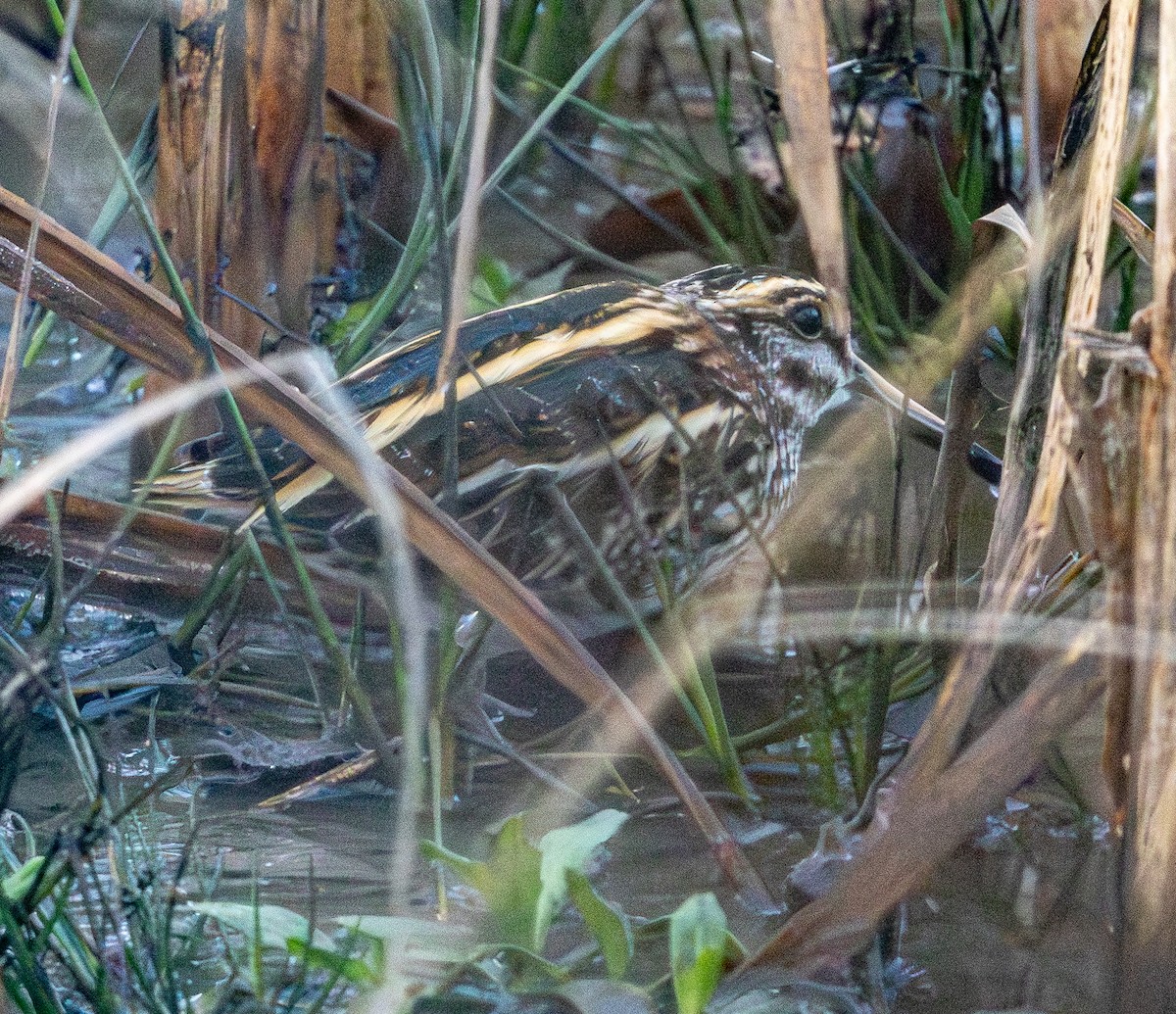 Jack Snipe - ML645838676