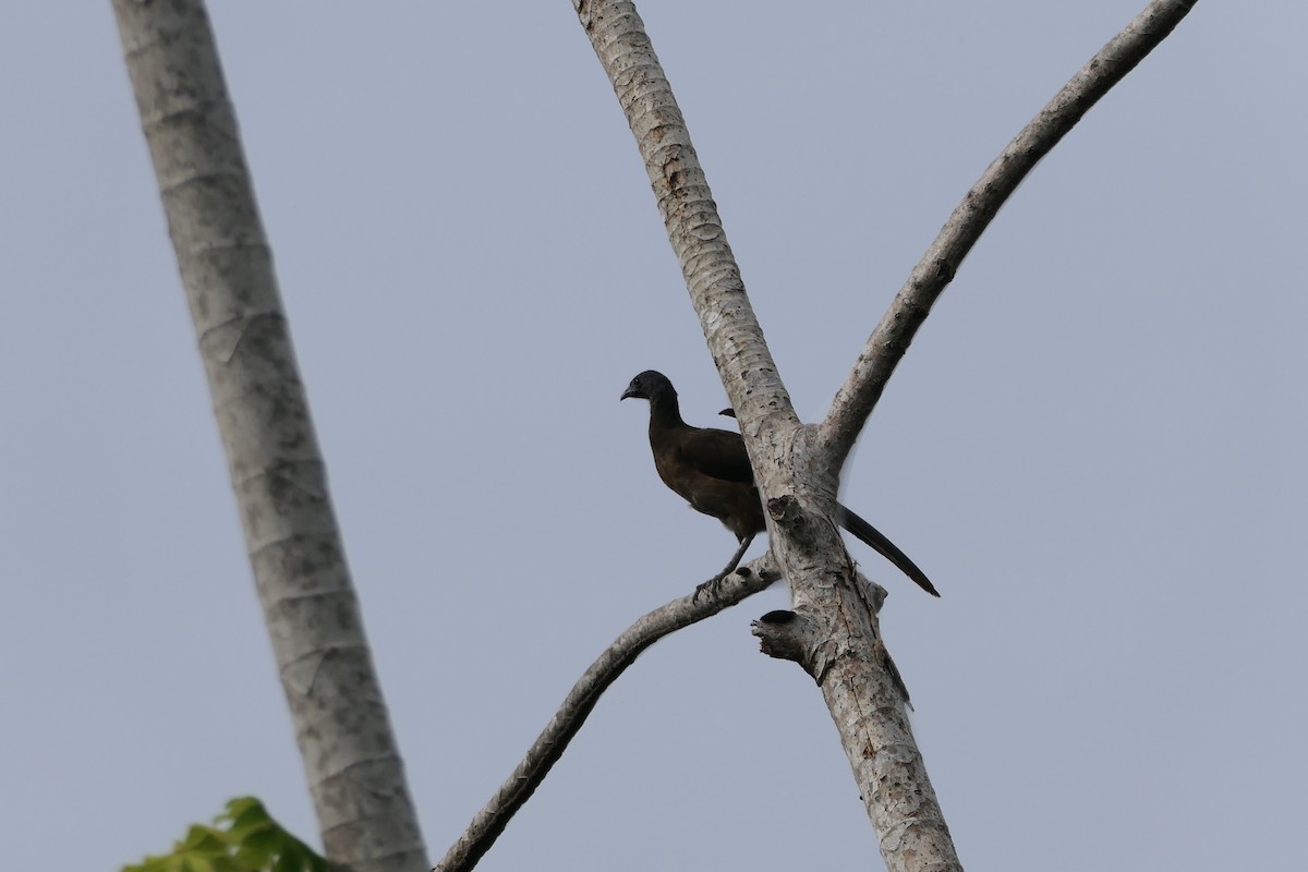 Чачалака рудогуза - ML645838688