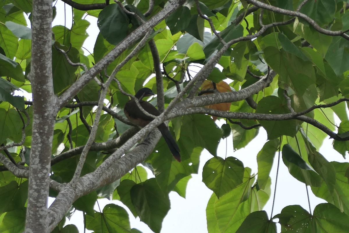 Чачалака рудогуза - ML645838689