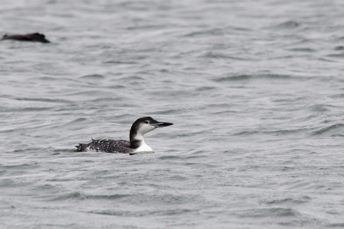 Common Loon - ML645838693