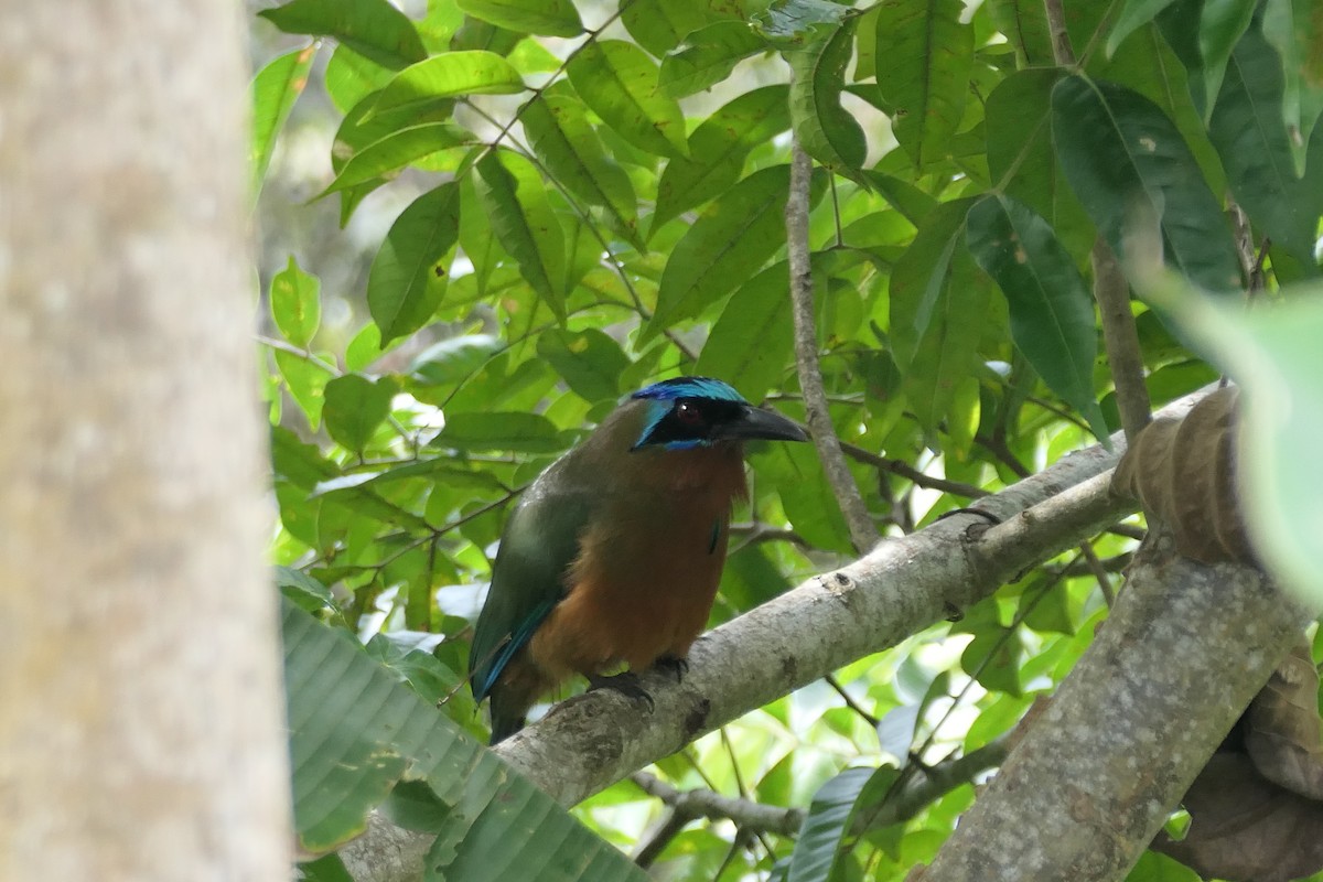 Trinidad Motmot - ML645838694
