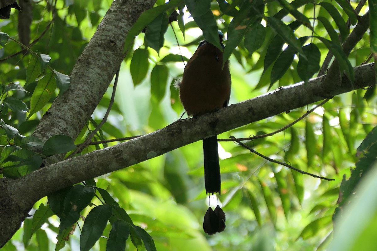 Trinidad Motmot - ML645838695