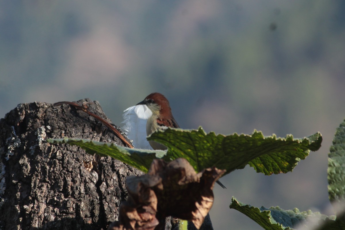 山麻雀 - ML645838709