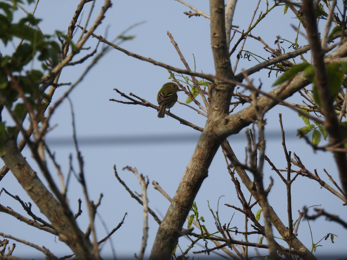 Ochre-lored Flatbill - ML645838715