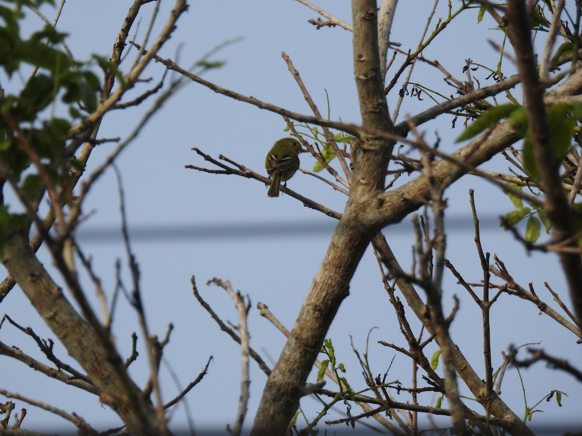 Ochre-lored Flatbill - ML645838716