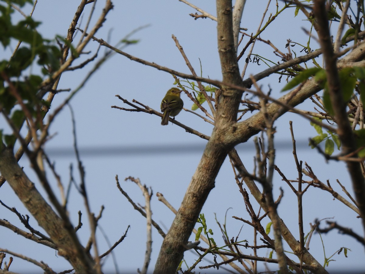 Ochre-lored Flatbill - ML645838717