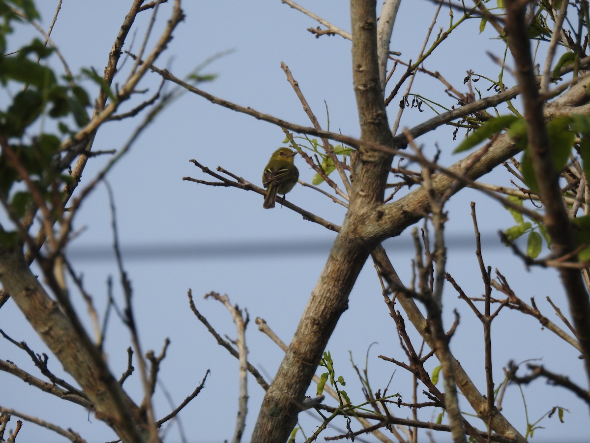 Ochre-lored Flatbill - ML645838718