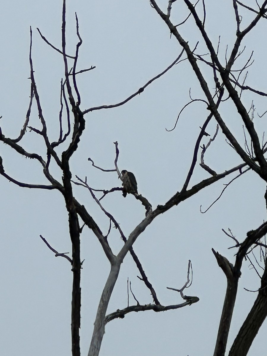 遊隼 - ML645838719