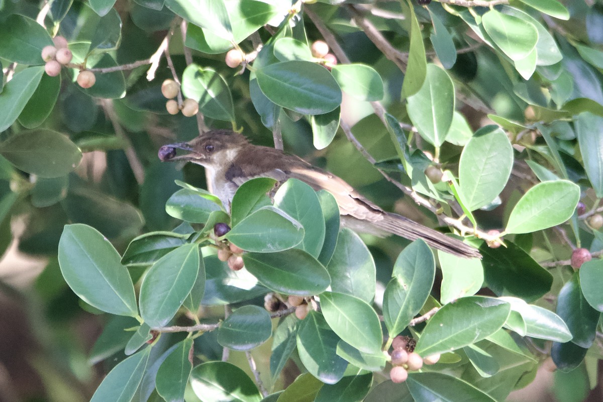 Chestnut Bulbul - ML645838724