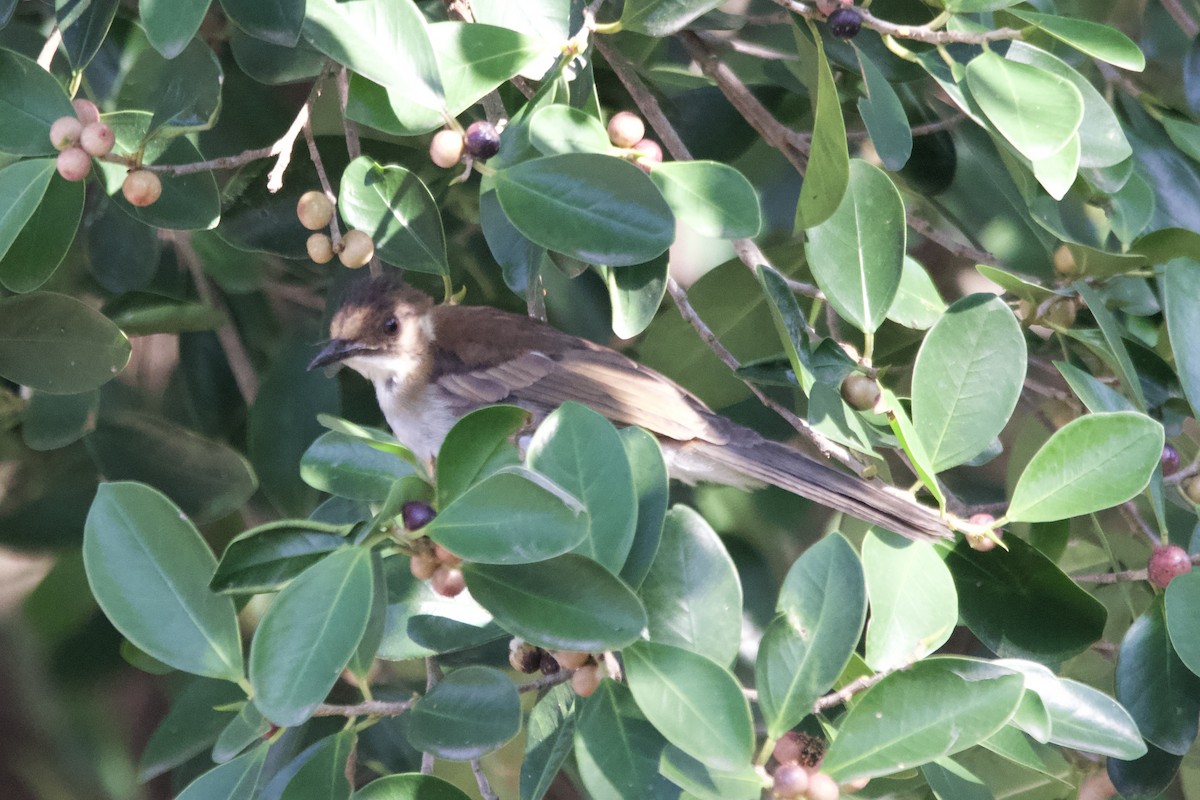 Chestnut Bulbul - ML645838725
