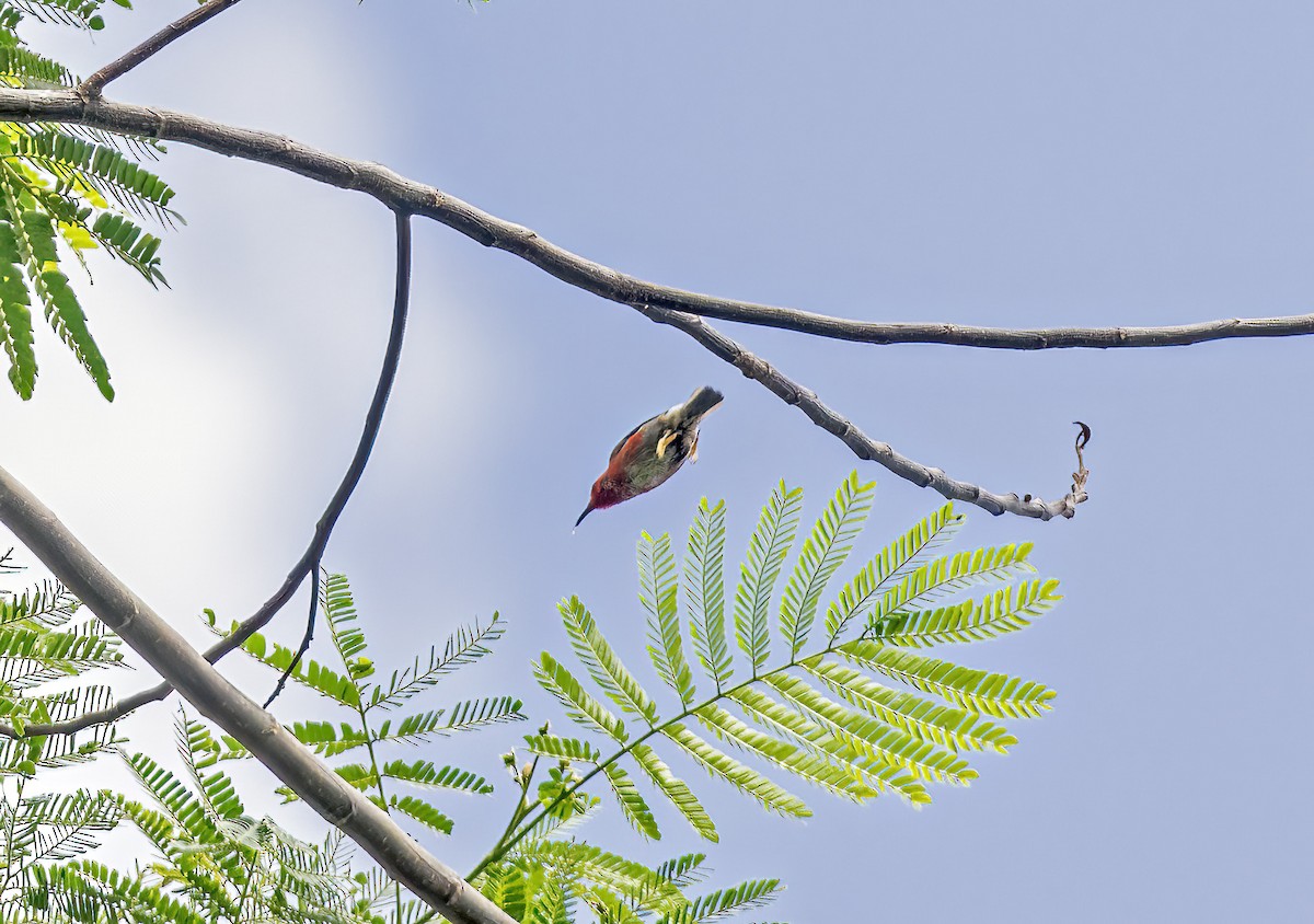 Taliabu Myzomela - ML645838726