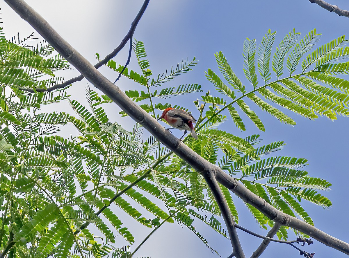 Taliabu Myzomela - ML645838727