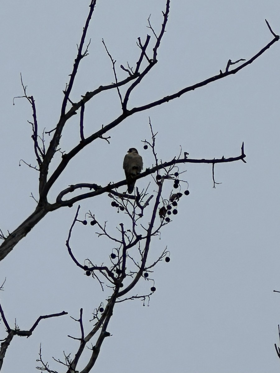 遊隼 - ML645838730