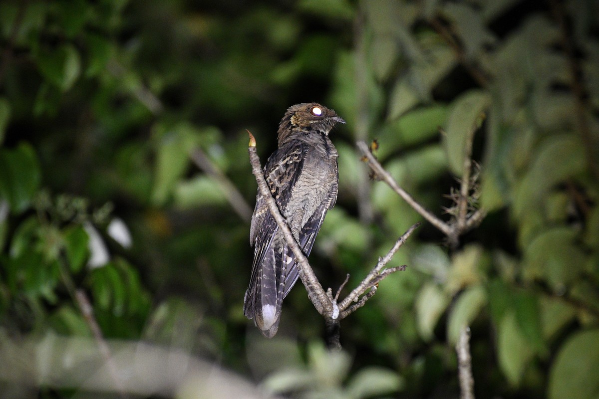 Chotacabras Marajá - ML645838733