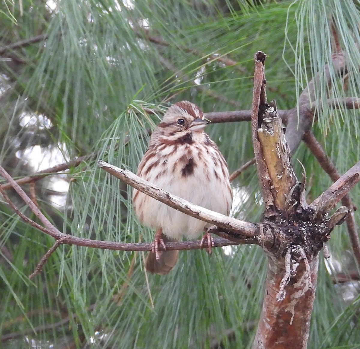 Chingolo Cantor - ML645838735
