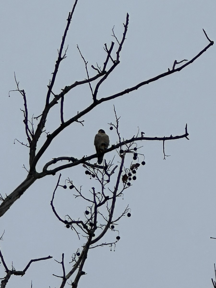 Halcón Peregrino - ML645838736