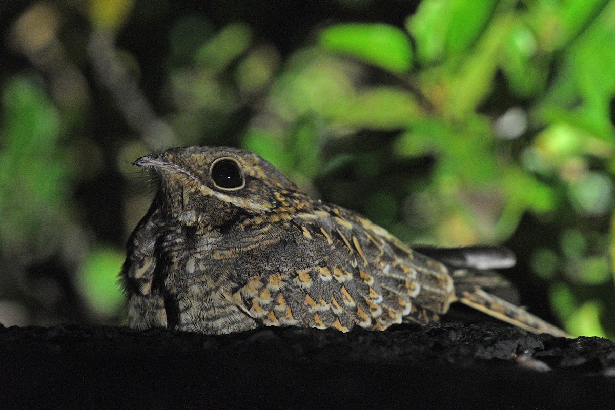 Chotacabras Hindú - ML645838737