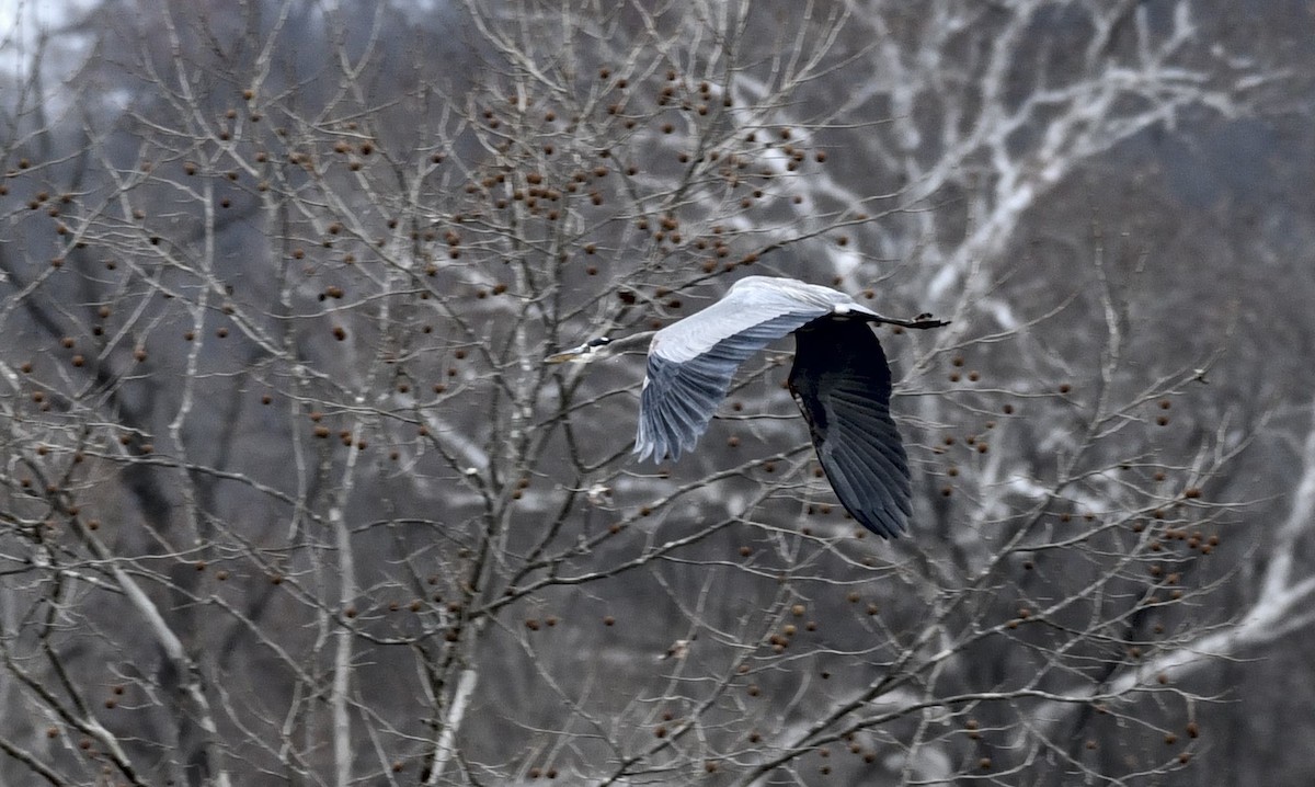 Garza Azulada - ML645838739