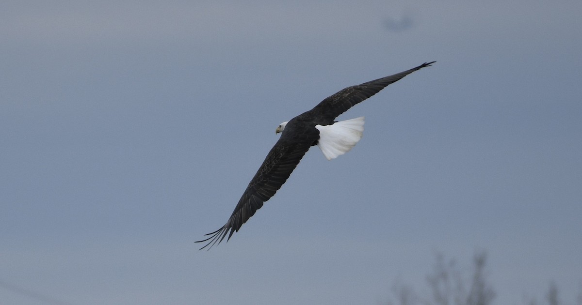 Pigargo Americano - ML645838742