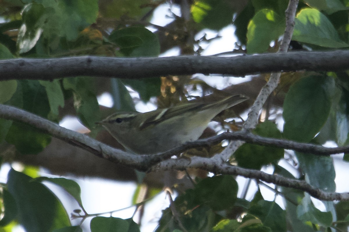 Mosquitero Bilistado - ML645838743