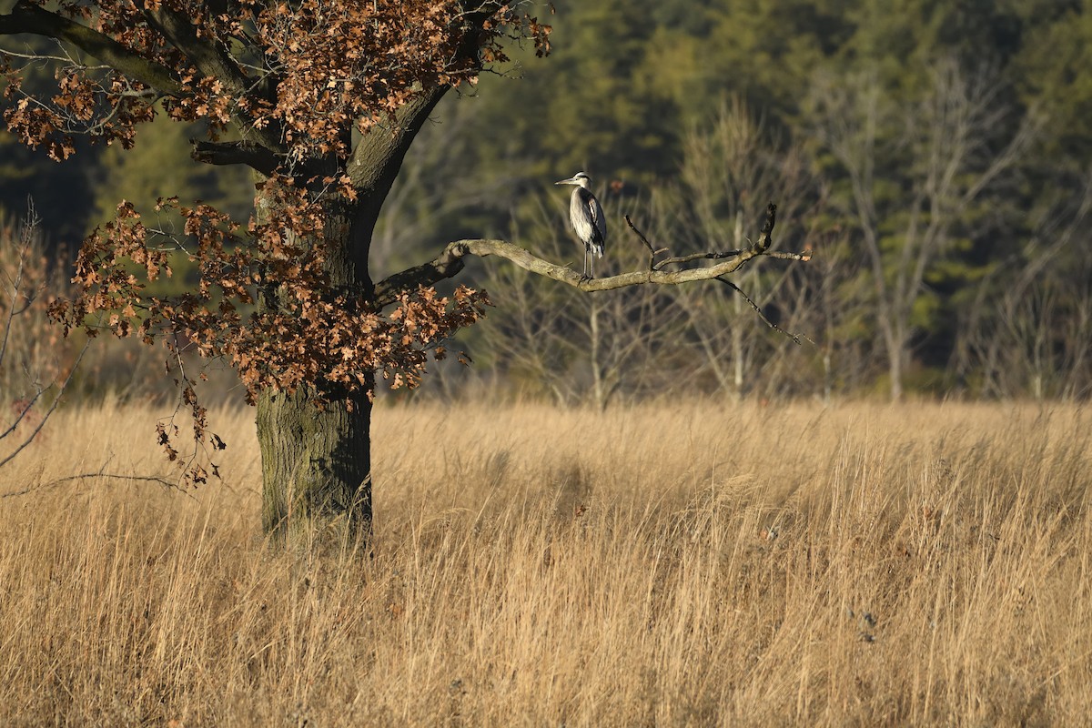 Garza Azulada - ML645838744