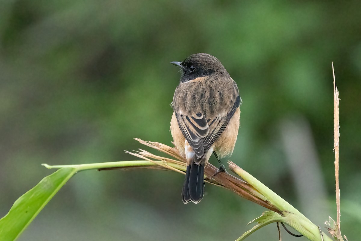 Tarabilla Siberiana - ML645838745