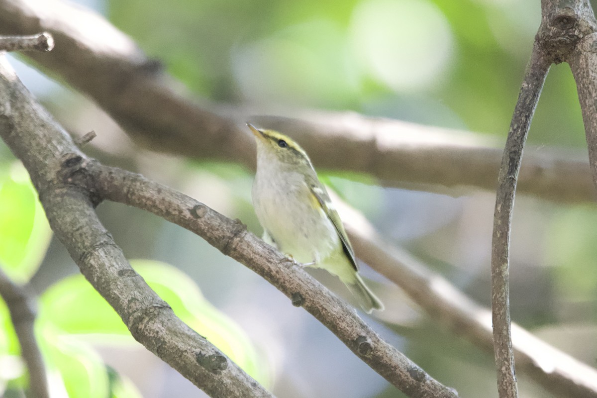 Mosquitero de Pallas - ML645838746