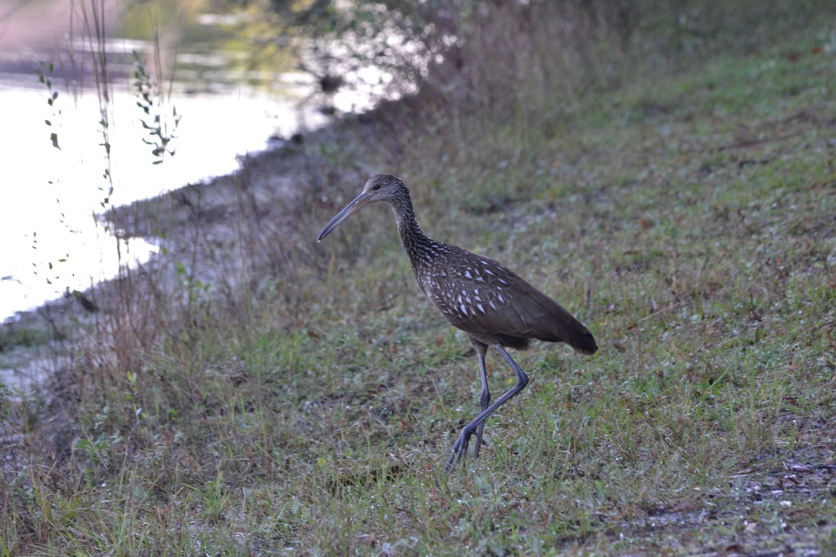 Carrao - ML645838750