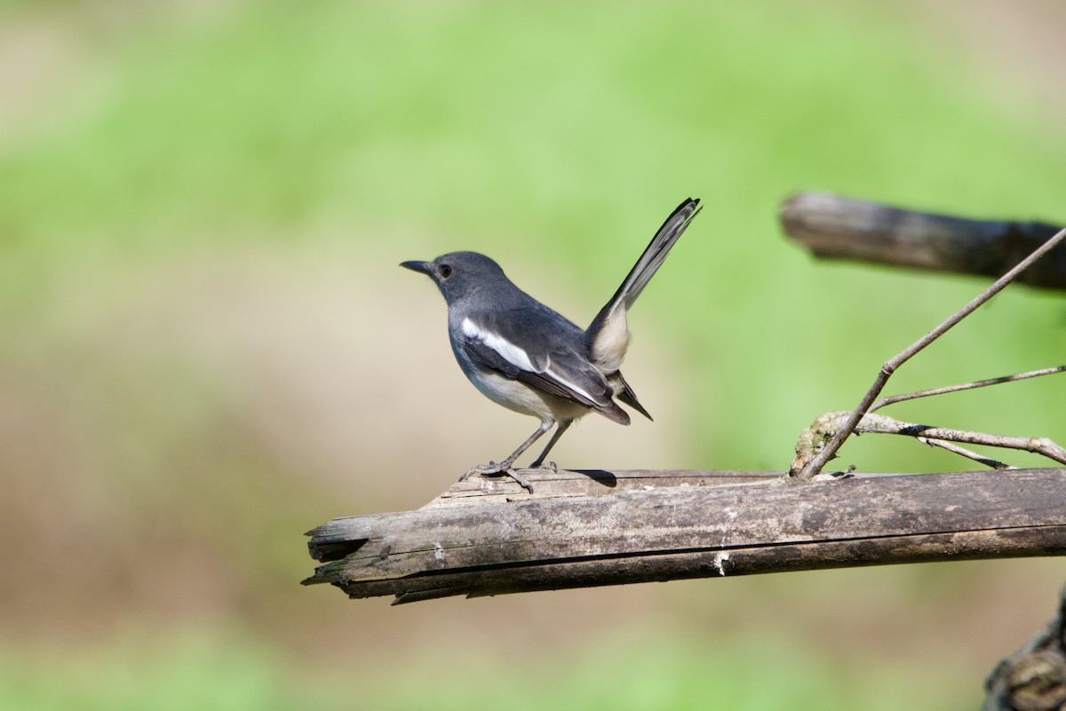 Shama Oriental - ML645838751