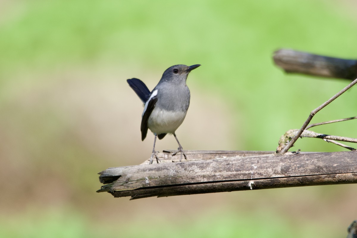 Shama Oriental - ML645838752