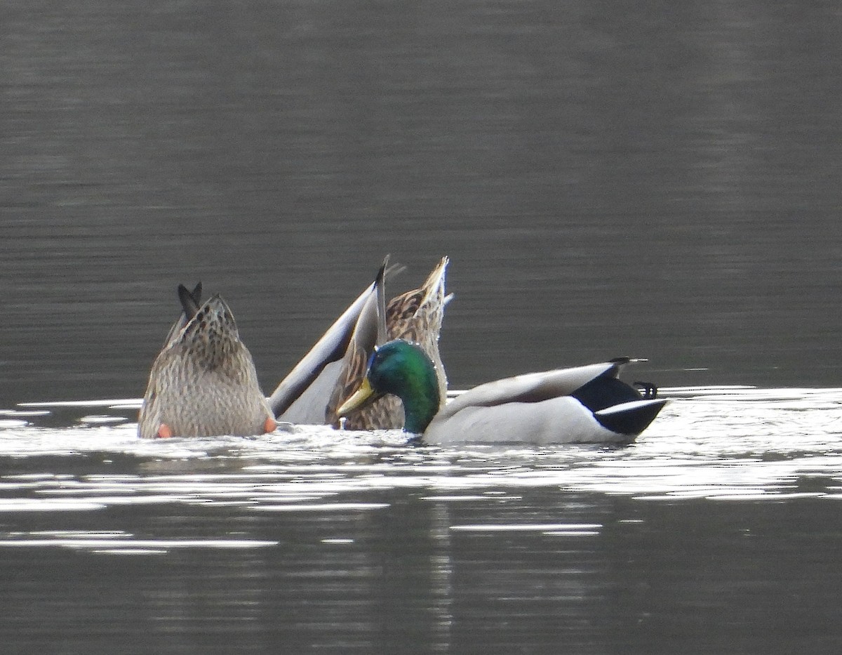 Ánade Azulón - ML645838753