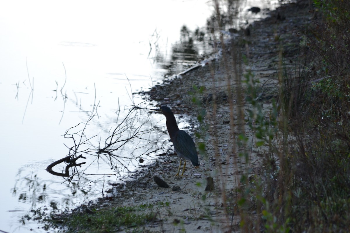 Garcilla Verde - ML645838754