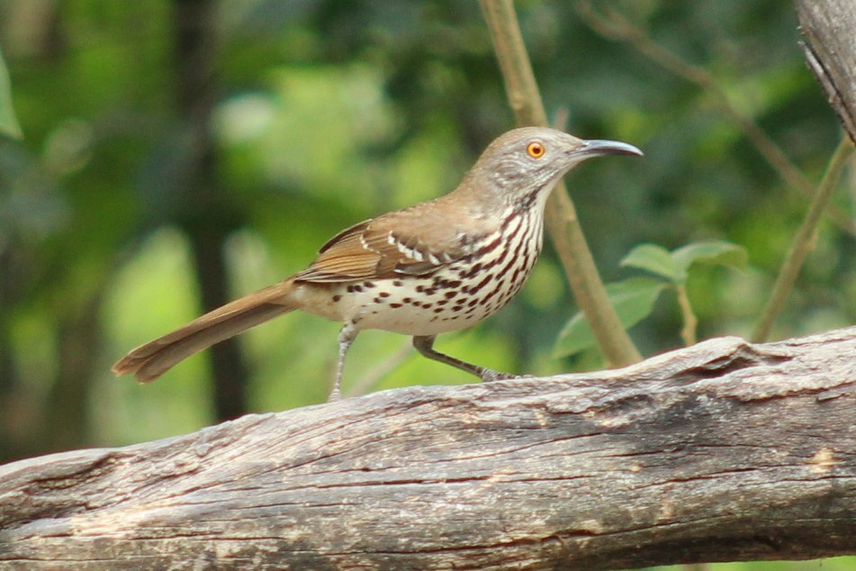 Cuitlacoche Piquilargo - ML645838755