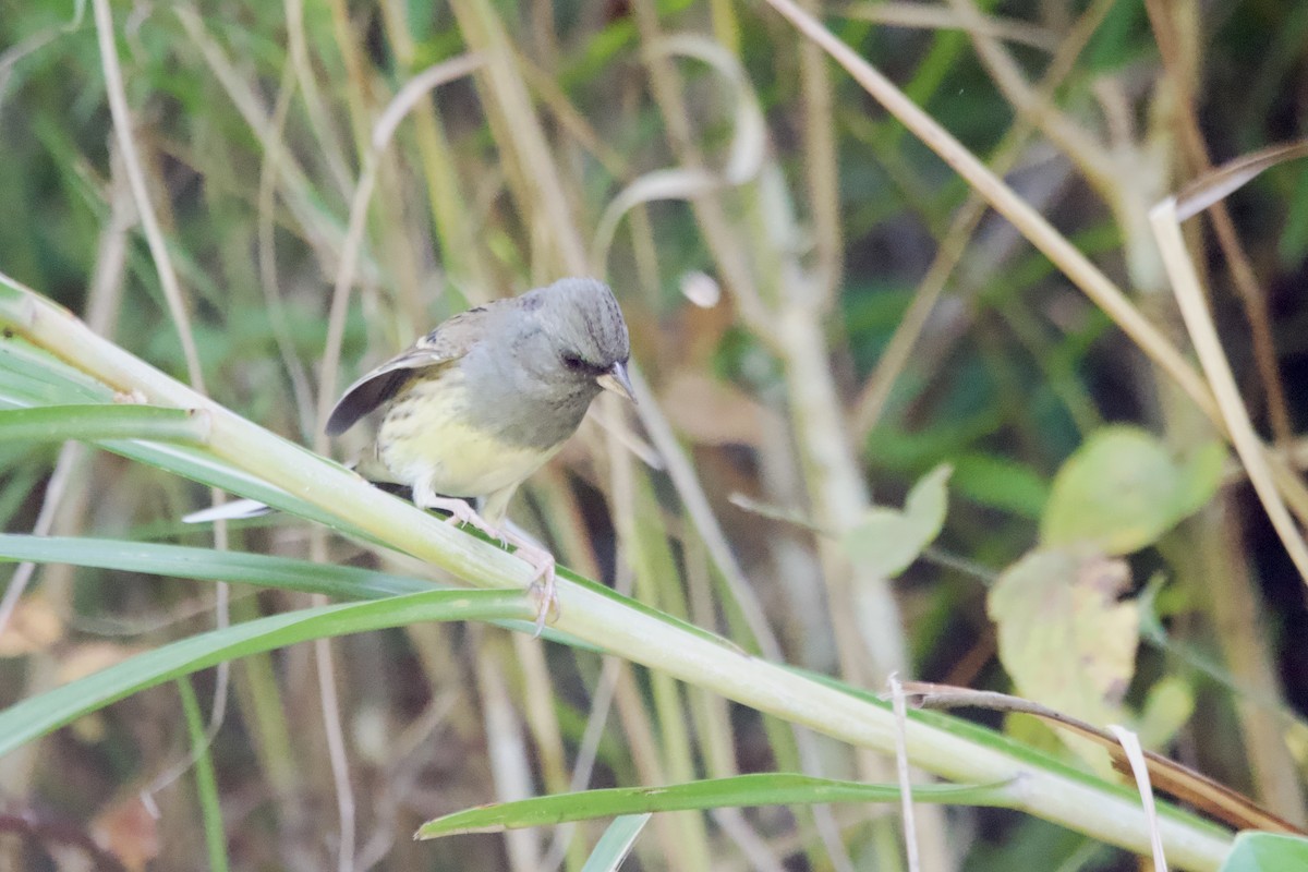 Escribano Carinegro - ML645838756